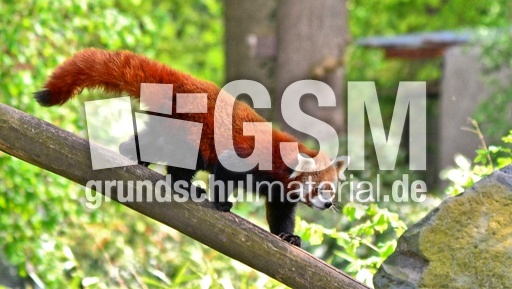 Kleiner Panda (10).jpg